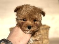 Tiny Teddy Face Kore Maltipoo