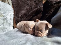 NEW SHADE İSABELLA DİŞİ FRENCH BULLDOG YAVRULAR