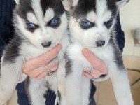 Erkek ve dişi husky yavruları mavi gözlü