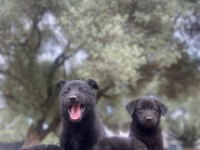 Muhteşem Alman Çoban Köpeği Yavrularımız