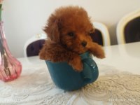 Red Brown Üst Kalite Toy Poodle Yavrular
