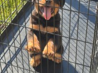 Afacan Cane Rottweiler Yavrular Kapıda Ödeme Mevcuttur