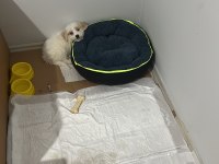 Maltese uygun