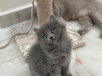 Dişi British Longhair