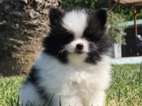 Irk özellikleri ile karakterize gerçek teddybear bebekler
