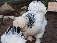PARK BRAHMA KULUÇKALIK YUMURTA & CİVCİV