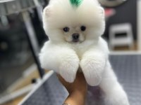 4 aylık üst düzey pomeranian boo yavrularım