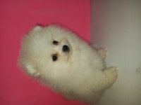Kartopları yeni yuvalarına gitmeye hazır pomeranian