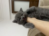 Minnoş british shorthair yavru