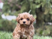 Maltipoo Puppy
