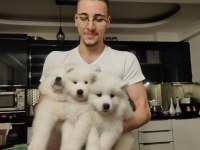 25 Ocak doğumlu safkan samoyed (çiftlik üretimi değiller)