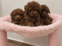 Orjinal wc eğitimli ev üretimi toy poodle