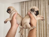 Muhteşem safkan pug yavruları