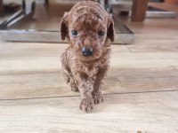 Toypoodle Sevimli Yavrularımız