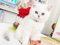 British shorthair silver point yavrularımızın mevcuttur