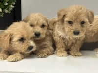 Maltipoo yavrularimiz