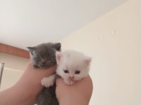 uygun british shorthair yavrular sahibini bekliyor