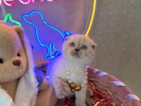 Scottish fold ayı bebekler safkan top kafalar