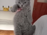Scottish fold