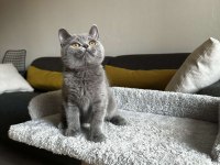 Gri British shorthair cinsi yavrumuza yuva arıyoruz