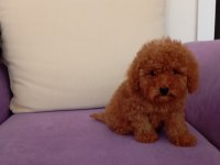 Mini boy poodle yavrularımız ırk garantili teslim
