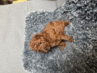 Mini Boy TOY POODLE