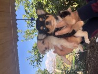 Teacup Chihuahua dişi yavrularımız @petclubadanaa