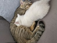 Bursa Yavru british shorthair uygun aileye