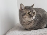 Evimizin Fındık burunlusu British Shorthair