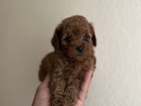 Teacup Dişi Red Poodle