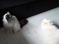 Pofuduk iran kedisi poğaça