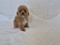 Maltipoo Yavrularımız 