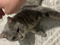 British shorthair kedisi