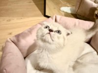 Scottish fold dişi blue point