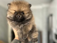 Pomeranian yavrularımız