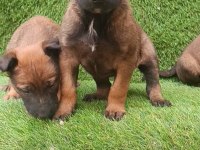 İyisini Büyütmek İsteyenlere Malinois Yavrularmız
