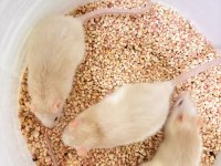 Rat hamster
