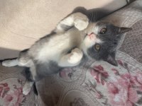 British shorthair 4 aylık