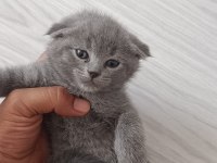 Scottish fold yavrularımız sahiplendirilecektir