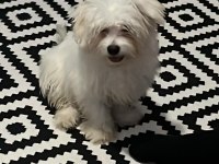 6 aylık maltese terrier