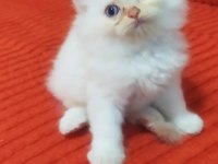 1.5 aylık İran persian (chinchilla)