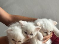 Beyaz mavi gözlü scottish fold bebekler