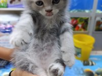 50 6 adet günlük scottish fold yavrularımız