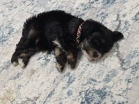Acil sahiplendirilecek maltipoo