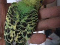 Jumbo yavru muhabbet kuşları