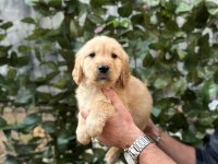 Tatlı Golden Köpeklerimiz Yeni Yuvasını Bekliyor