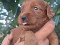 EN TATLİ MALTİPOO BEBEKLER BURADA