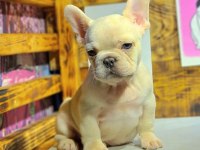 Egzotik renk french bulldog bebeklerimiz