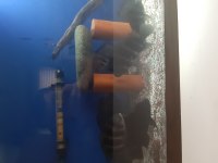 Frontoza Brundi Devler Kolonisi