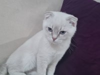 Scottish fold blue point yavru